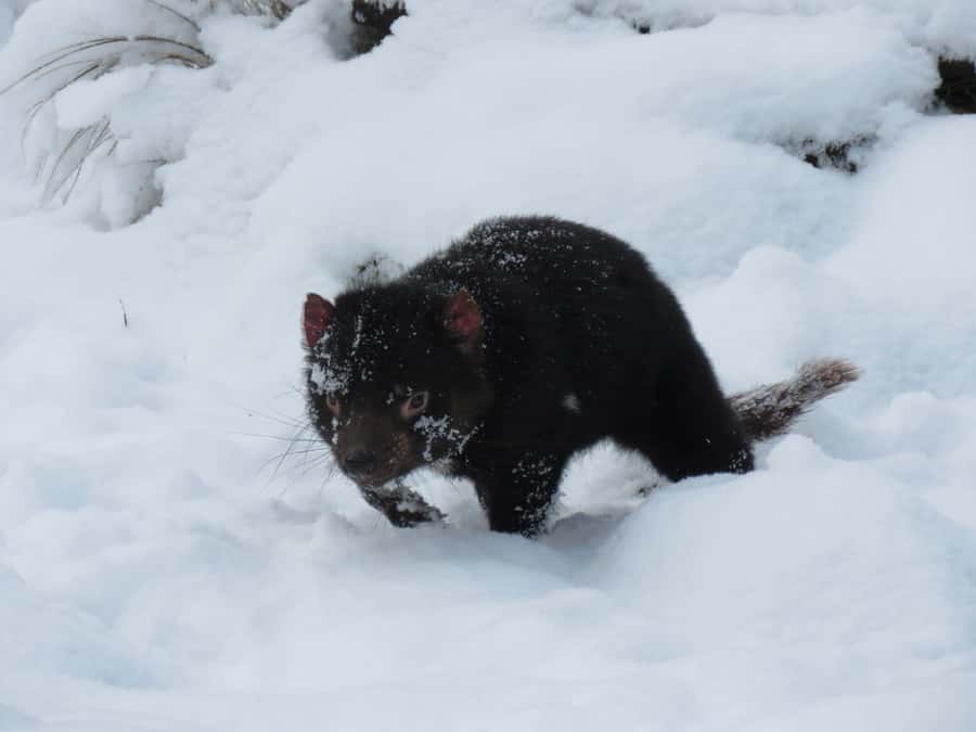 Devils at Cradle: Day Keeper Tour and Entry to Wildlife Park - Getting value from the $17 admission