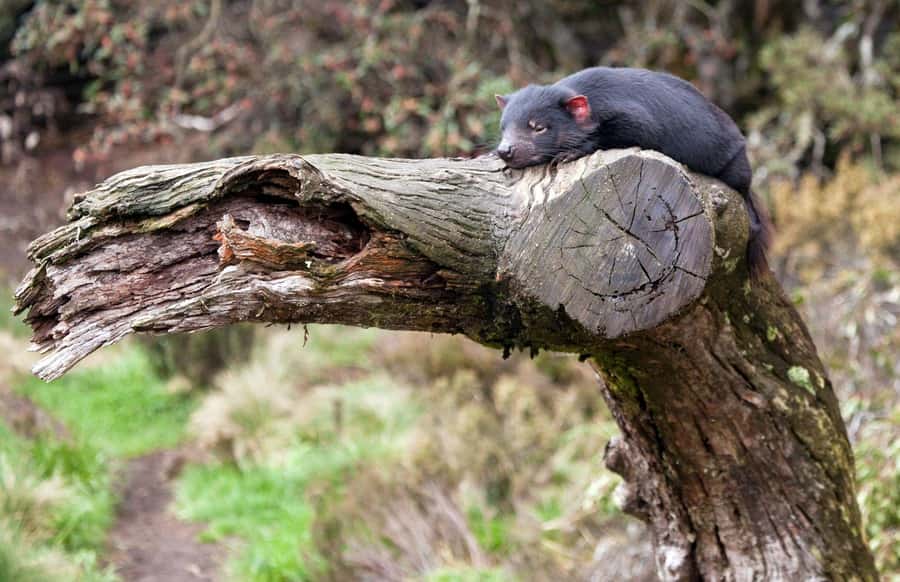 Devils at Cradle: Day Keeper Tour and Entry to Wildlife Park - Paths, viewing areas, and access