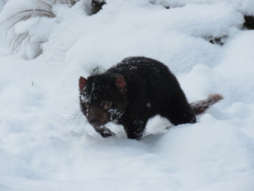 Devils at Cradle: Day Keeper Tour and Entry to Wildlife Park - Final verdict: should you book the Day Keeper Tour?