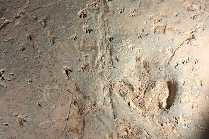 Dinosaur Stampede 3/4 Day Tour from Winton - Who will get the most from this day