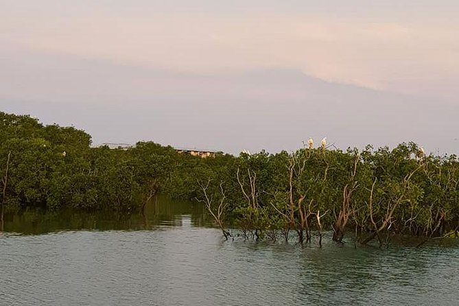 Discover Darwin Harbour 1 hour Darwin Harbour Cruise - Mangroves, birds, and the crocodile trap