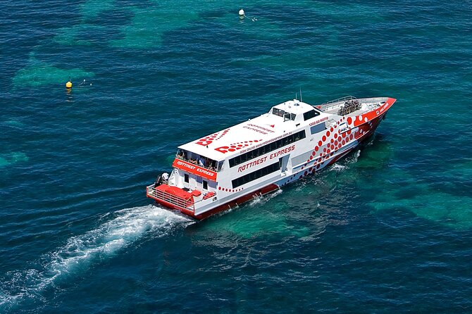 Discover Rottnest with Ferry & Bus Tour - Finding quokkas near Thompson Bay