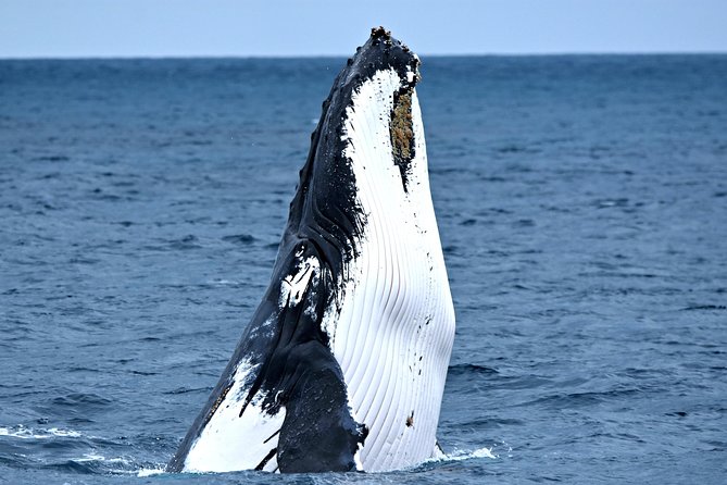 Discover Rottnest with Ferry & Bus Tour - Lunch is convenient, but not essential