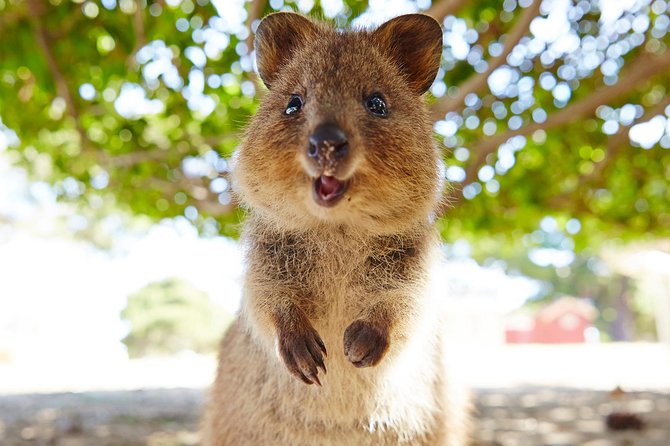 Discover Rottnest with Ferry & Bus Tour - Choosing Perth or Fremantle for your ferry