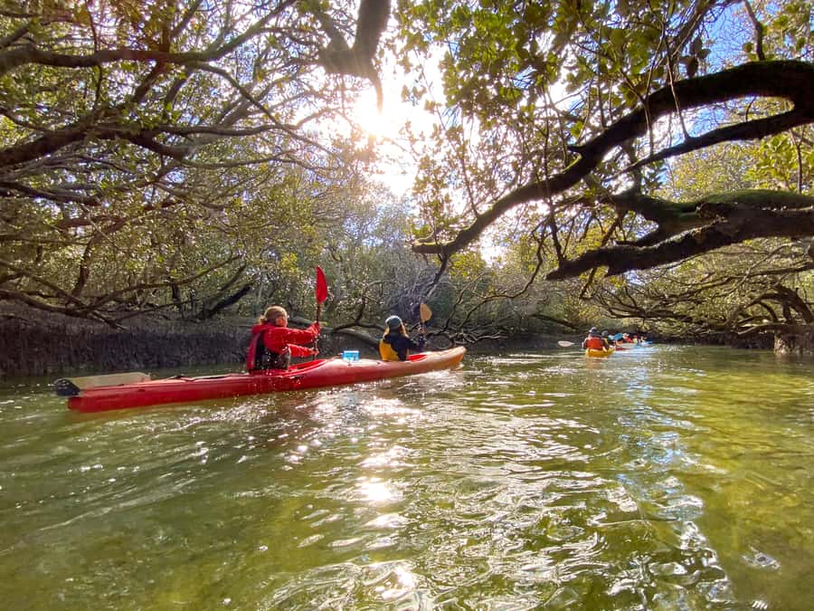 Dolphin Sanctuary and Ships Graveyard Kayak Tour - What makes the Port River setting special