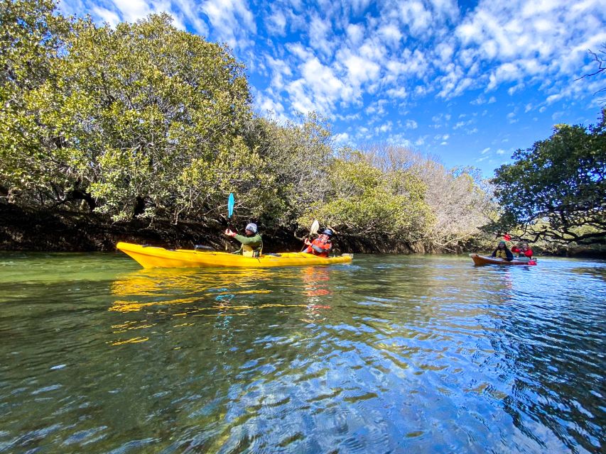 Dolphin Sanctuary and Ships Graveyard Kayak Tour - How strenuous is three hours of kayaking?