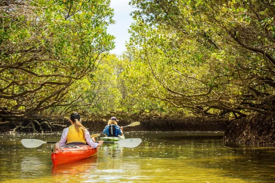 Dolphin Sanctuary and Ships Graveyard Kayak Tour - Starting at Garden Island Boat Ramp