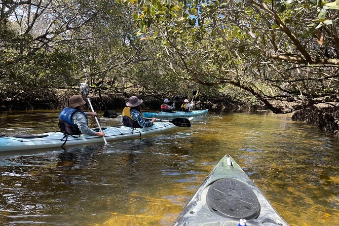 Dolphin Sanctuary Kayak Tour Adelaide - Key points to know before you book