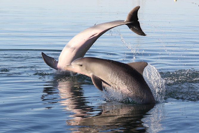 Dolphin Sanctuary Kayak Tour Adelaide - Searching for dolphins without false promises