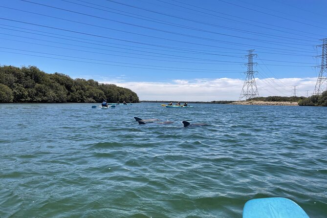Dolphin Sanctuary Kayak Tour Adelaide - Shipwrecks and changing water conditions