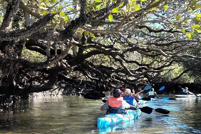 Dolphin Sanctuary Kayak Tour Adelaide - Is $56.66 good value for three hours?