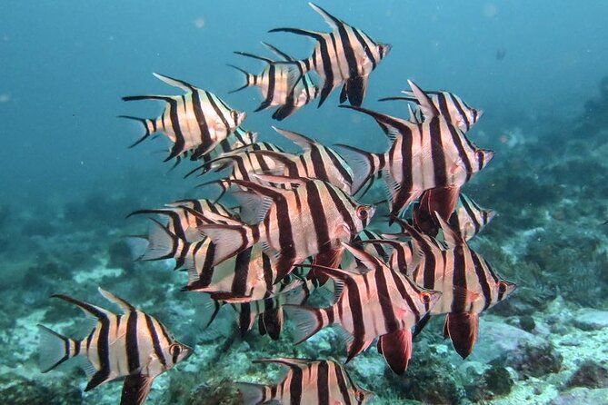 Double Dive to South Solitary Island Coffs Harbour - The one-hour surface interval
