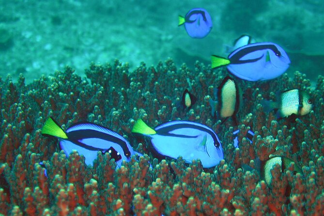 Double Dive to South Solitary Island Coffs Harbour - Boat, crew, and group size