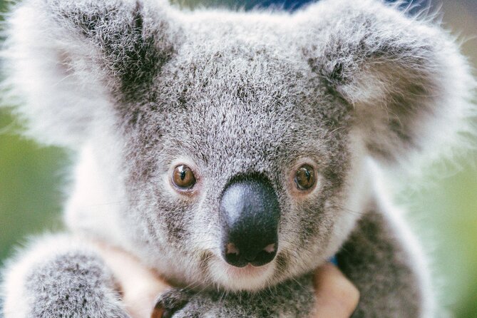 Dreamworld Gold Coast 1-Day Pass – Thrills & Wildlife Encounters - Ride closures are the biggest value risk