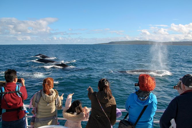 Dunsborough Whale Watching Eco Tour - Key points to know before you book