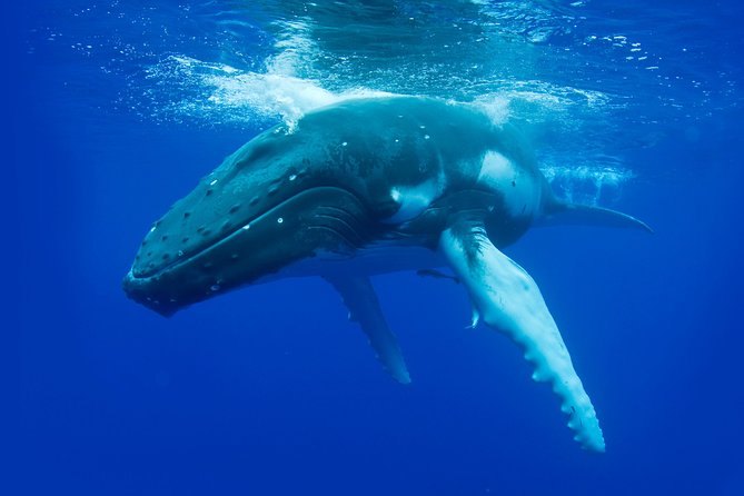 Dunsborough Whale Watching Eco Tour - Leaving from Quindalup for the Cape to Cape waters