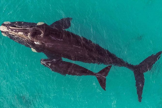 Dunsborough Whale Watching Eco Tour - Commentary from a marine science crew