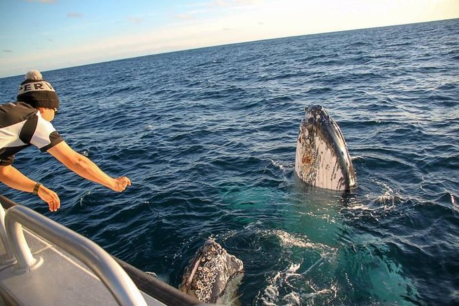 Dunsborough Whale Watching Eco Tour - Is $75.31 good value?