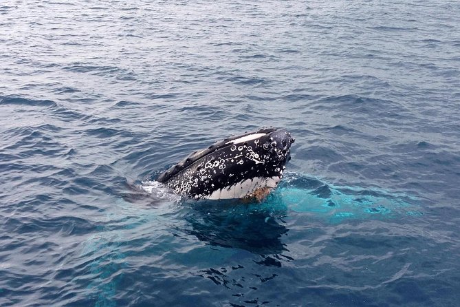 Dunsborough Whale Watching Eco Tour - Who will enjoy this tour most?