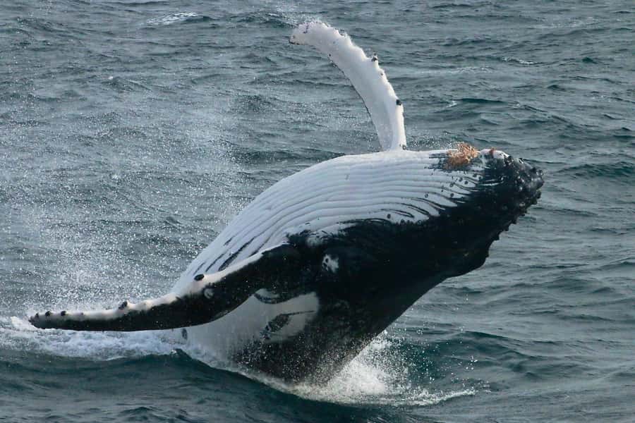 Dunsborough: Whale Watching Tour - Humpbacks, calves, and the southbound migration