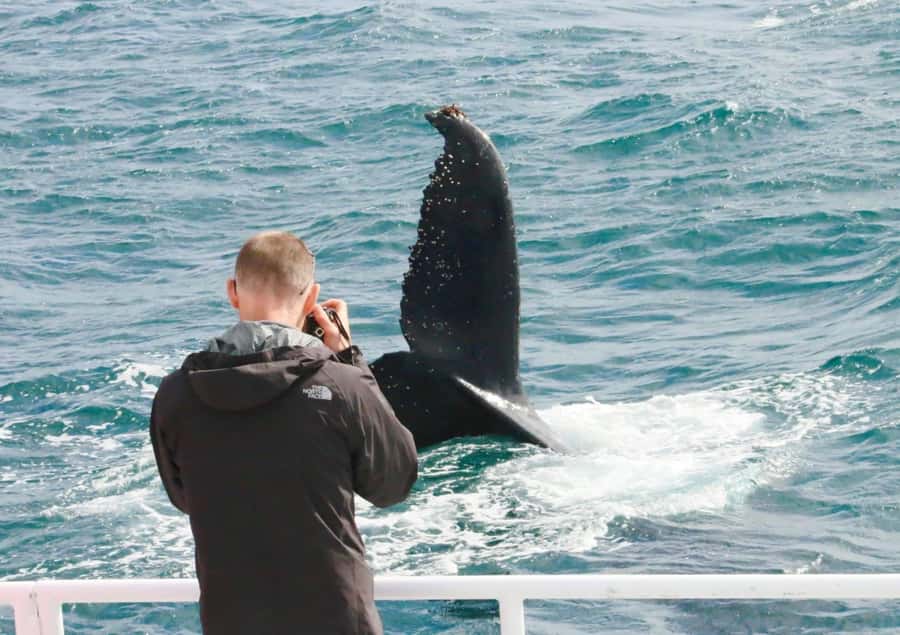 Dunsborough: Whale Watching Tour - October and November bring the chance of blue whales