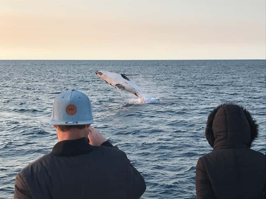 Dunsborough: Whale Watching Tour - Who will get the most from this cruise