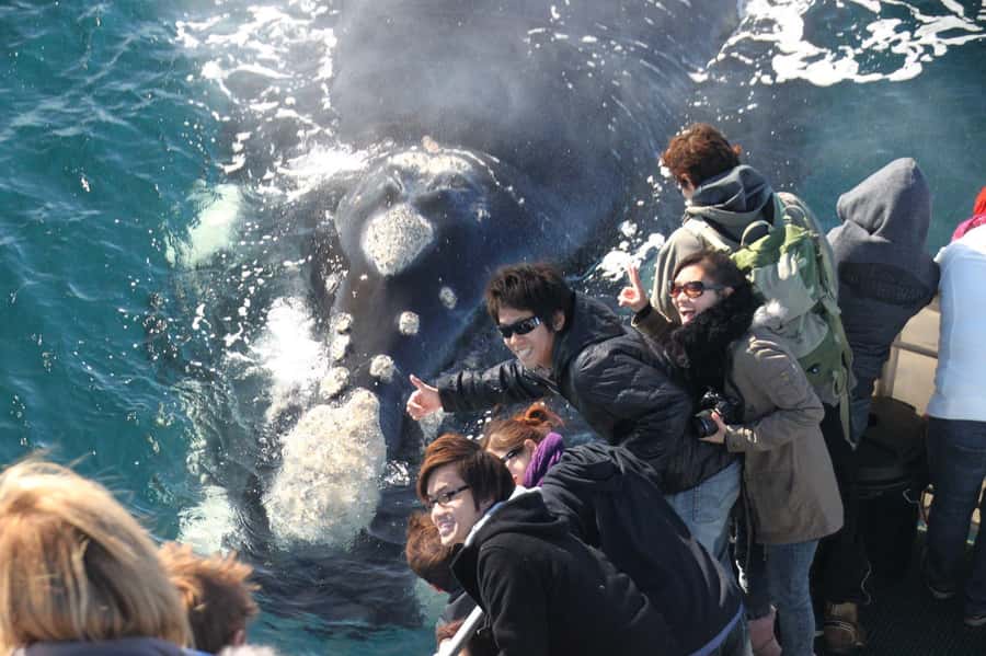 Dunsborough: Whale Watching Tour - Geographe Bay gives you more than whale watching