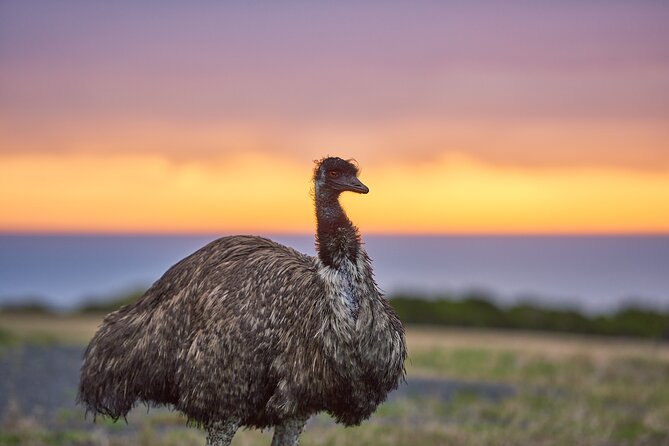 Dusk Discovery Tour - Walking the 1.4km Otways path