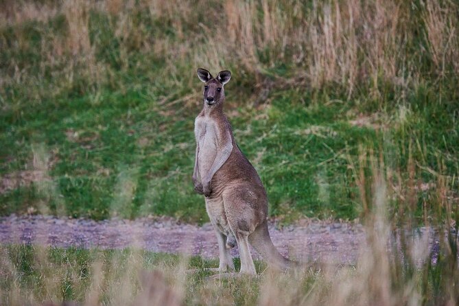 Dusk Discovery Tour - Is the Dusk Discovery Tour worth booking?