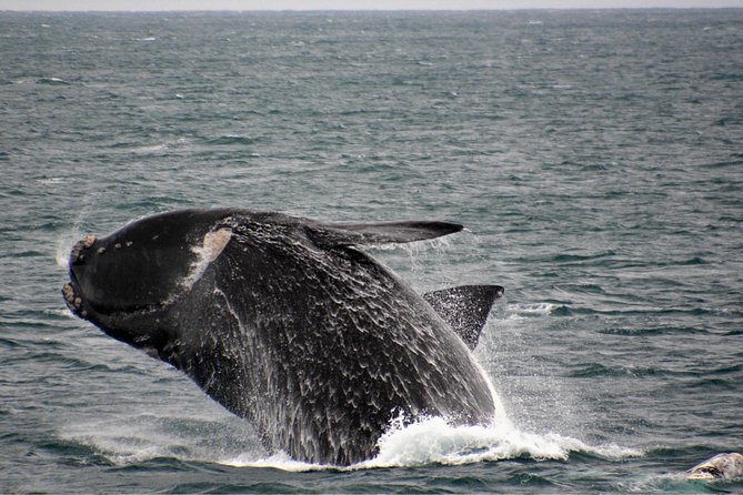 Educational Whale Watching Tour from Perth - Free wildlife photographs and the value of the price