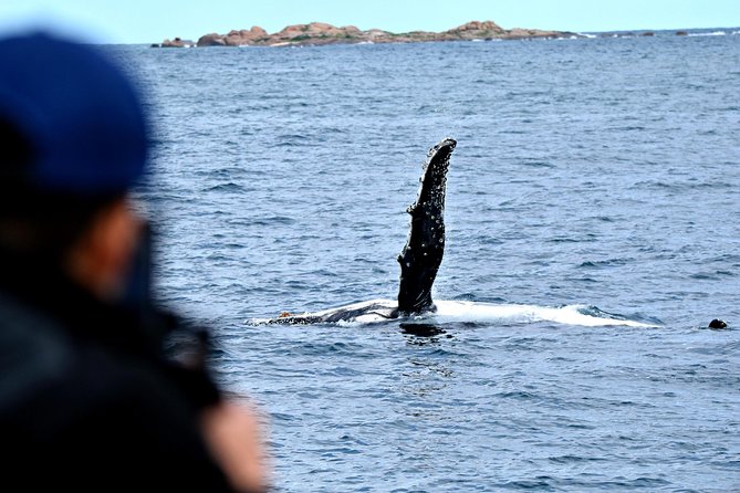 Educational Whale Watching Tour from Perth - Morning or afternoon departure