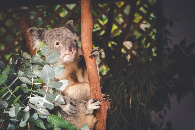 Exclusive Blue Mountains Wildlife and Bushwalk Tour From Sydney - Is $135.56 good value?