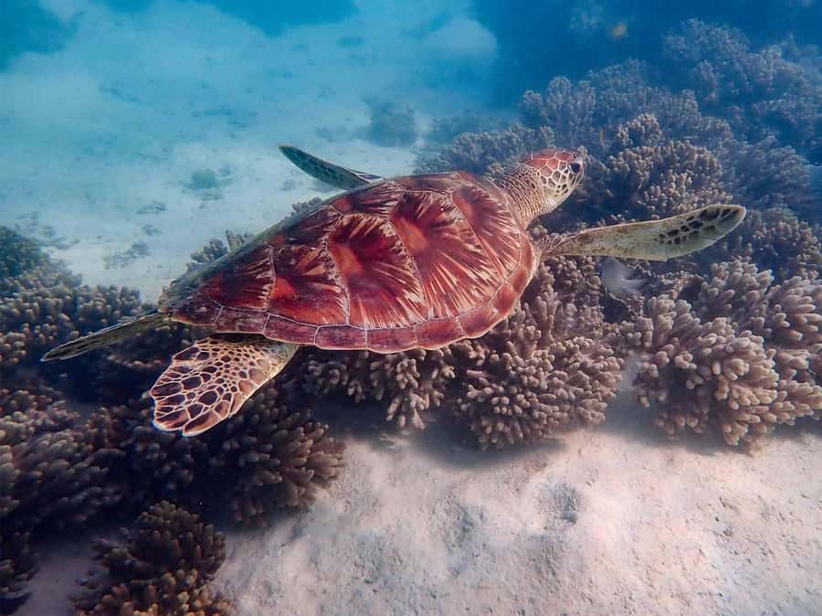 Exmouth: Guided Ningaloo Reef Snorkel Adventure - Key points to know before booking