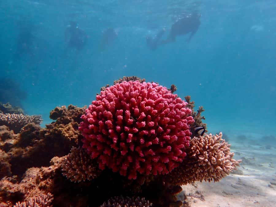 Exmouth: Guided Ningaloo Reef Snorkel Adventure - Conditions, fitness, and the small print that matters