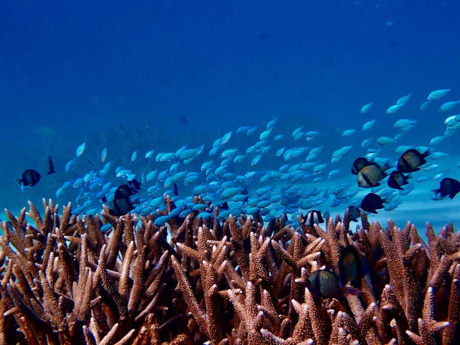 Exmouth: Guided Ningaloo Reef Snorkel Adventure - The early start and the drive from Exmouth