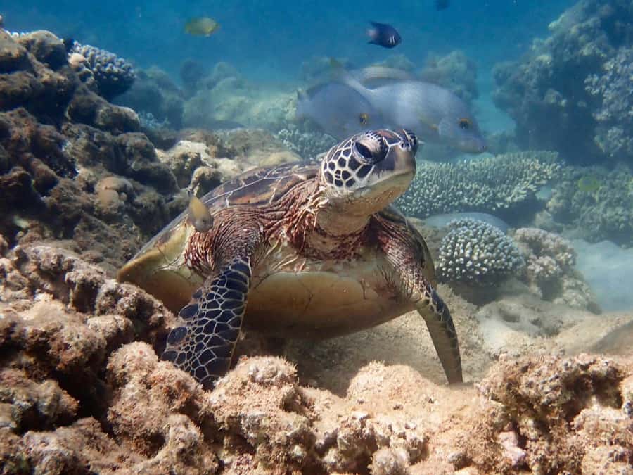 Exmouth: Half Day Turtle Kayak & Snorkel Tour - Getting comfortable in a double sit-on-top kayak