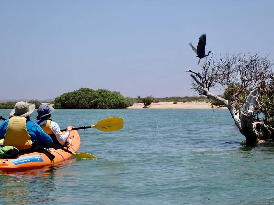 Exmouth: Half Day Turtle Kayak & Snorkel Tour - What guides add to the experience