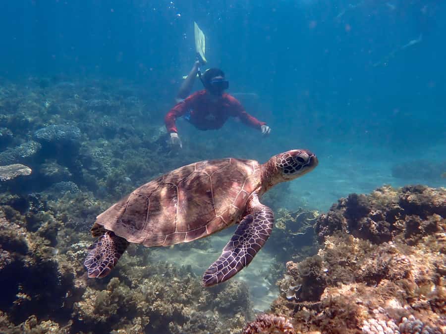 Exmouth: Half Day Turtle Kayak & Snorkel Tour - Practical verdict: is this your best Exmouth water tour?