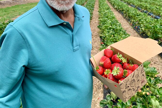 Experience Hahndorf & Barossa: Gourmet lunch, Wine, Beer & Treats - Picking strawberries at Beerenberg Farm