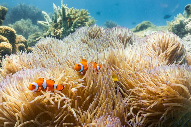 Fitzroy Island Day Tour from Cairns - Key things to know before you book