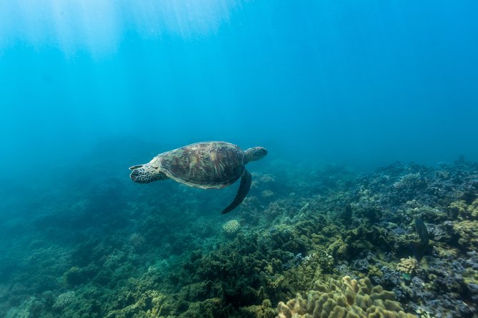 Fitzroy Island Day Tour from Cairns - How much time will you really have?