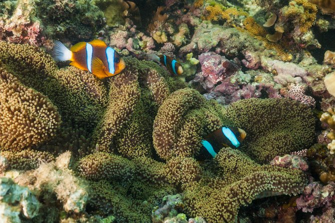 Fitzroy Island Day Tour from Cairns - Is $71.72 good value?