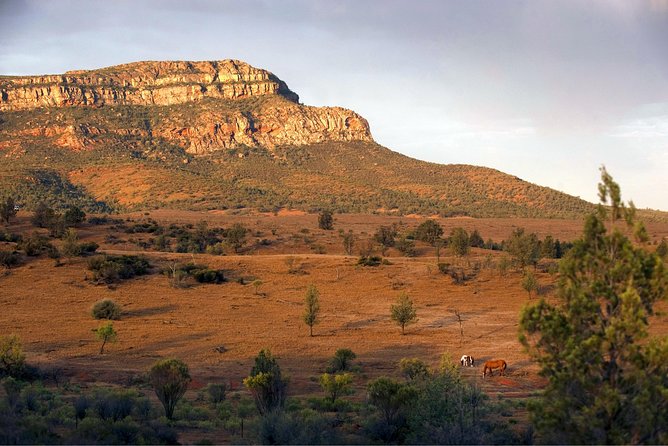 Flinders Ranges 3-Day Small Group 4WD Eco Tour from Adelaide - Wildlife, fossils, and reading the country