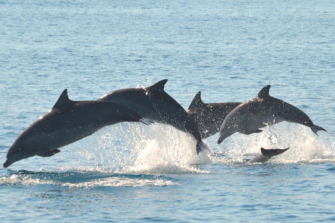 Fraser Island & Dolphin Sailing Adventure - A four-hour morning on the Great Sandy Strait