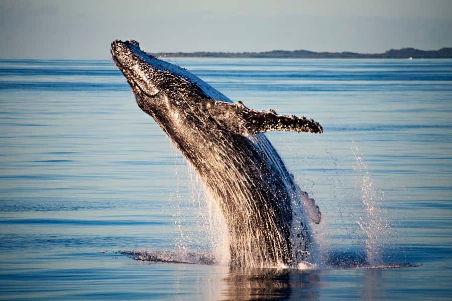 Fraser Island (K'gari): Remote Island and Whale Experience - Is $190 a good value?