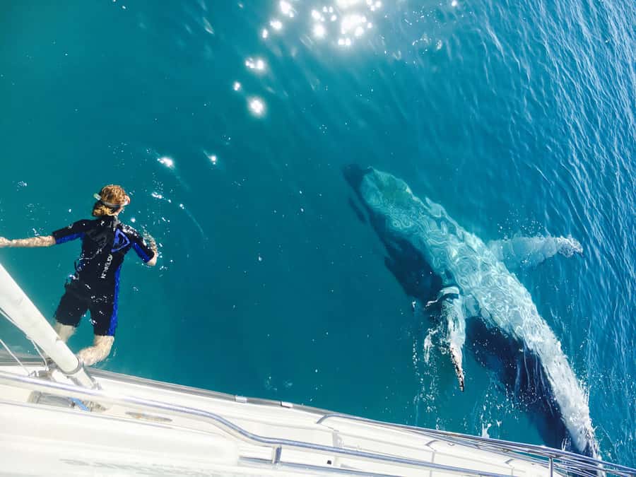 Fraser Island (K'gari): Remote Island and Whale Experience - A whale cruise with more than whales