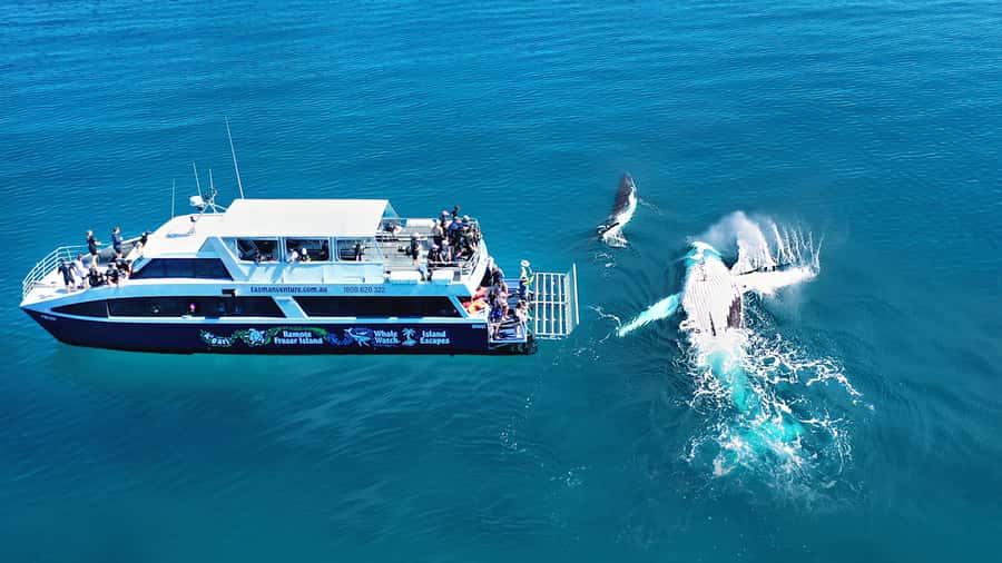 Fraser Island (K'gari): Remote Island and Whale Experience - Riding an amphibious craft onto K’gari