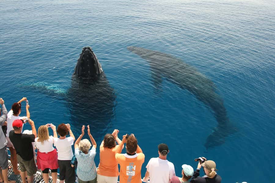 Fraser Island (K'gari): Remote Island and Whale Experience - Lunch back on the boat
