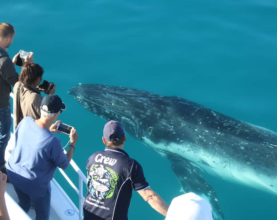 Fraser Island (K'gari): Remote Island and Whale Experience - What makes the crew worth noticing