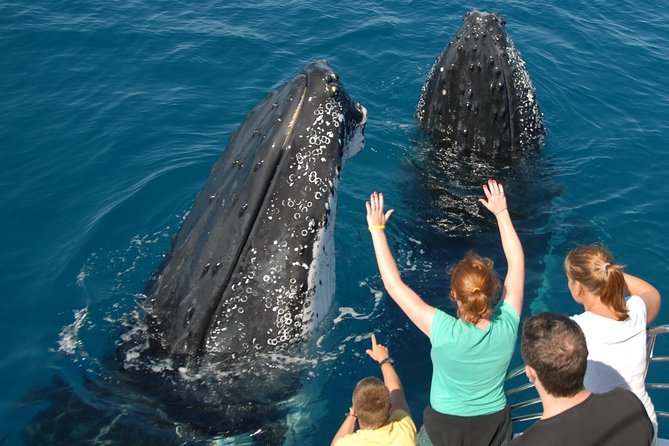 Fraser Island Whale Watch Encounter - Why this Hervey Bay whale tour feels different